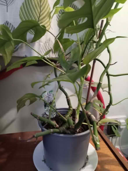 Photo of free Cheeseplant (Slateford EH14) #1