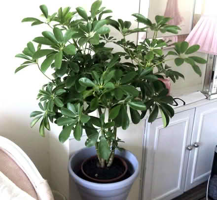 Photo of free plant - conservatory plant (Hoohill FY3) #1