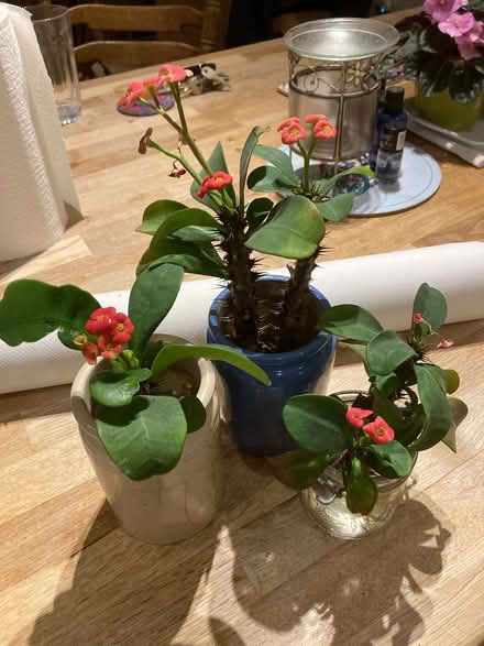 Photo of free Crown of Thorns succulent rooted cuttings (CT5) #1