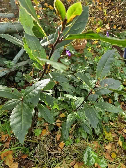 Photo of free Bay Trees (Wimborne Town centre, BH21) #1