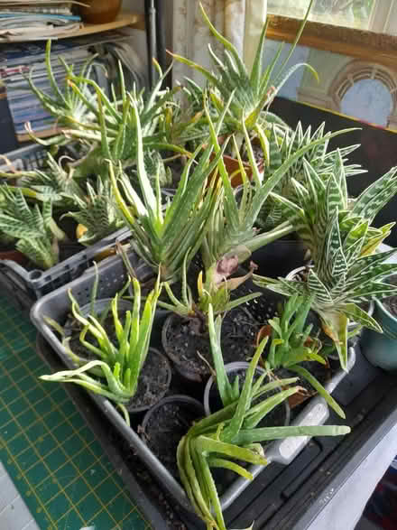 Photo of free Alovera and snake plants (cactus) (Seamer, YO12) #1