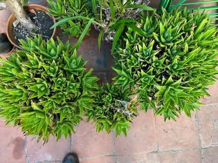 Photo of free Aloe plants - 2 large & 2 small (Moseley B13) #1