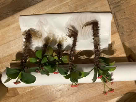Photo of free Crown of Thorns succulent rooted cuttings (CT5) #2