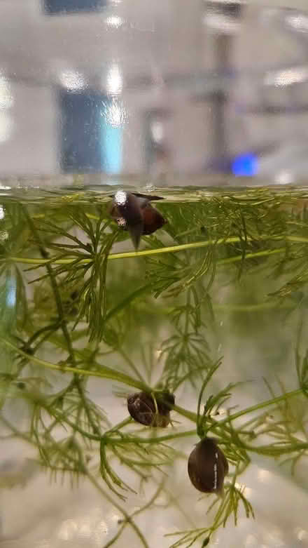 Photo of free Snails overtaking my aquarium (by luxmanor school) #1