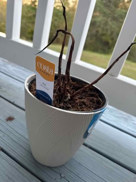 Photo of free Plant (Upper Marlboro) #3