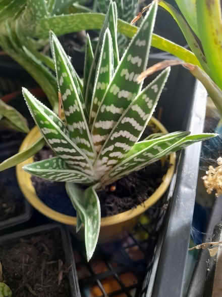 Photo of free Alovera and snake plants (cactus) (Seamer, YO12) #3