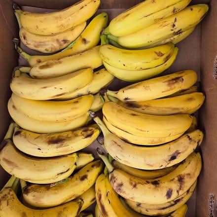 Photo of free Ripe Bananas (Chiquita Av MtnVw) #4