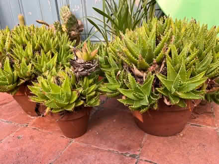 Photo of free Aloe plants - 2 large & 2 small (Moseley B13) #2