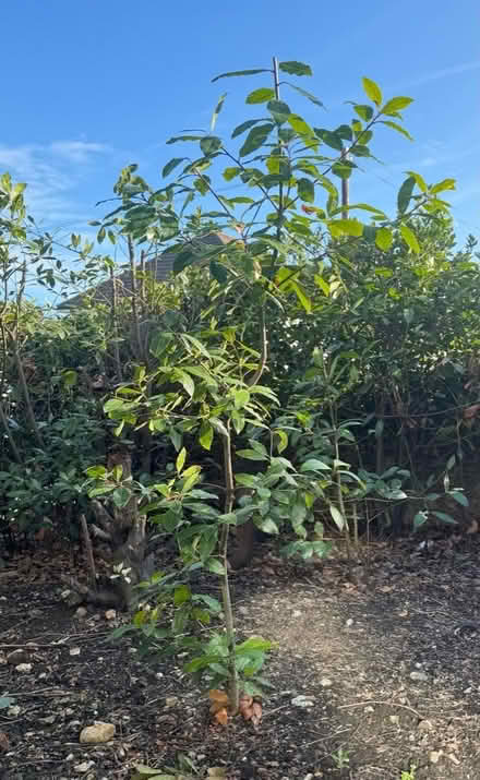 Photo of free Bay trees - one 5ft other 2” (Cowes PO31) #1