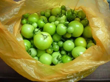 Photo of free Green Tomatoes (Lightpill GL5) #1