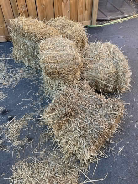 Photo of free Five small bales of straw (K1Y) #1