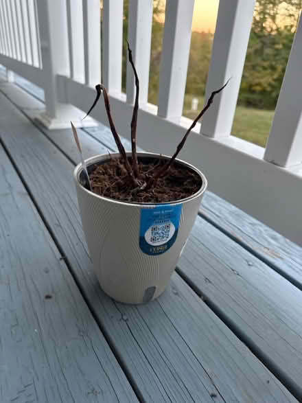Photo of free Plant (Upper Marlboro) #1