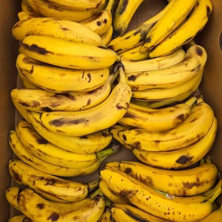 Photo of free Ripe Bananas (Chiquita Av MtnVw) #2