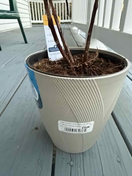 Photo of free Plant (Upper Marlboro) #2