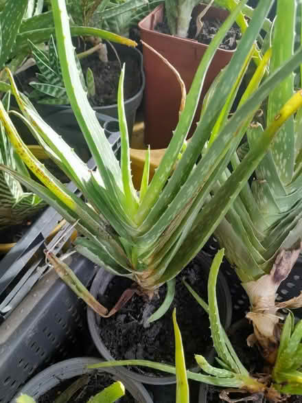 Photo of free Alovera and snake plants (cactus) (Seamer, YO12) #2