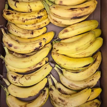 Photo of free Ripe Bananas (Chiquita Av MtnVw) #1