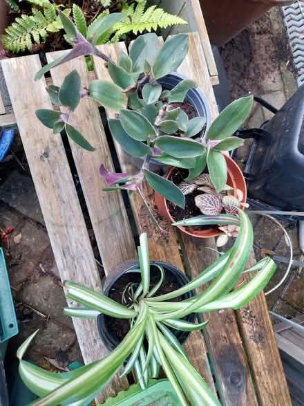 Photo of free Selection of house plants for adoption (Fairfield Park) #1