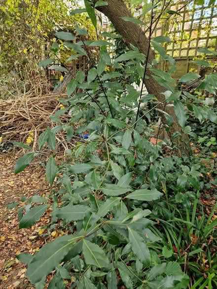 Photo of free Bay Trees (Wimborne Town centre, BH21) #2