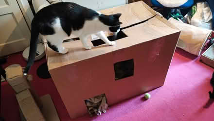 Photo of free Big kitty play box (Norwich) #1