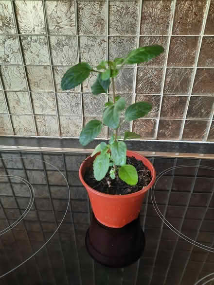 Photo of free Red Salvia cutting (Morden SM4) #3