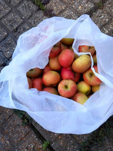 Photo of free Apples (Hampshire PO8) #1