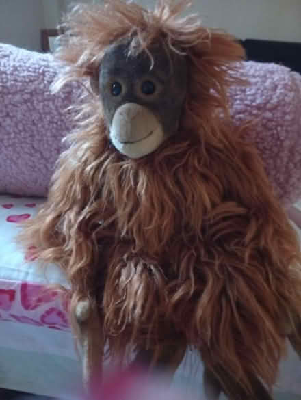 Photo of free Monkey (Camden NW1 NW1) #1