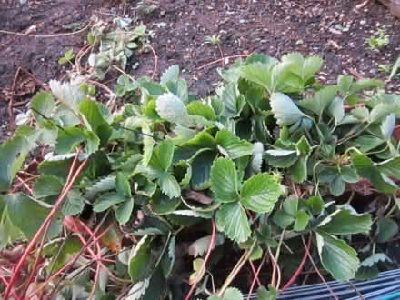 Photo of free strawberry plants (Loddon NR14) #2