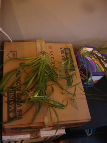 Photo of free Spider plant babies - a couple more (Sidcup DA14) #1