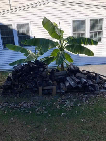 Photo of free fireburning wood (Aston) #1