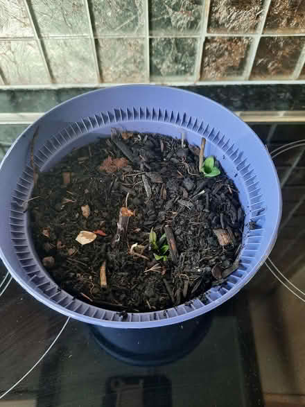 Photo of free Helenium cutting (Morden SM4) #4