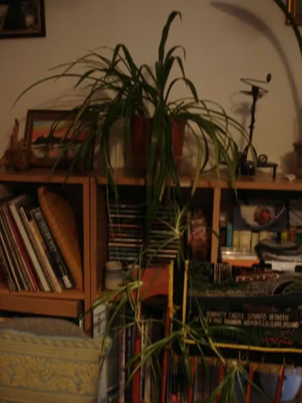 Photo of free Many spider plant babies (Sidcup DA14) #3