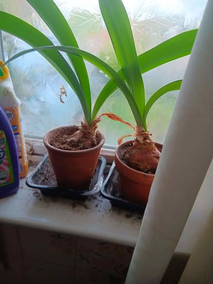 Photo of free Two Amarylls Bulbs (Knaresborough HG5) #1