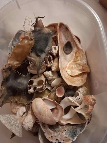 Photo of free Pebbles and seashells (Hauxton) #2