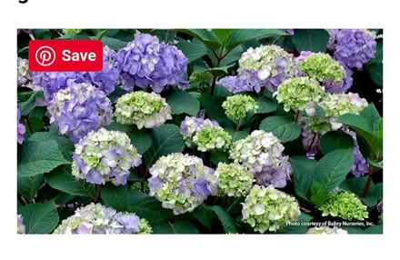 Photo of free Hydrangea (Odenton) #1