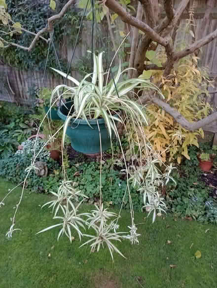 Photo of free Spider plant (Lower Earley RG6) #1