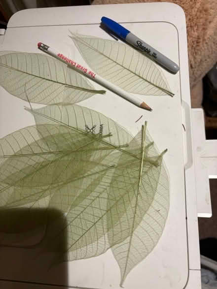 Photo of free Leaf skeletons, I think 9. (Beverstone GL8) #1