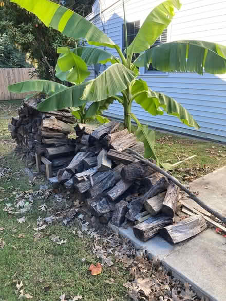 Photo of free fireburning wood (Aston) #2