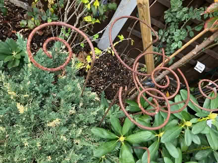 Photo of free Garden support stakes x 6 (Basildon SS14) #1