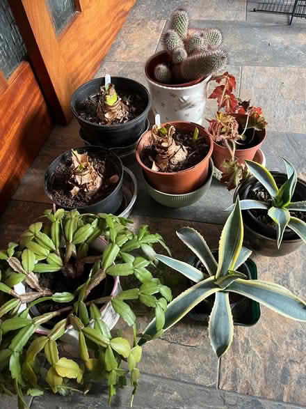 Photo of free House plants. (Crooklands LA7) #1