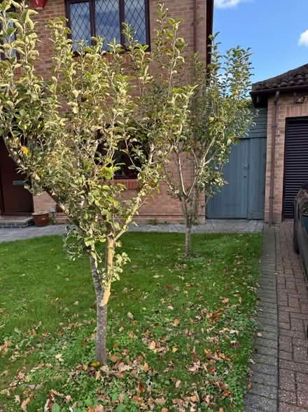 Photo of free Mature apple trees (Wokingham RG40) #1