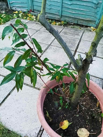 Photo of free Peach tree (South reading RG2) #1