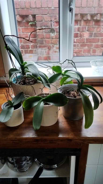 Photo of free Orchid Plants (Oswestry SY11) #1