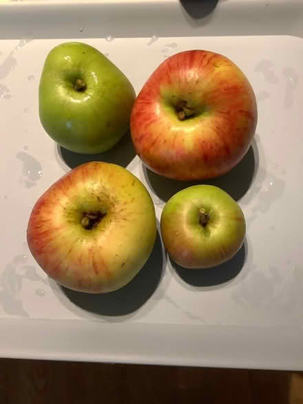 Photo of free Apples (Great Maplestead CO9) #1