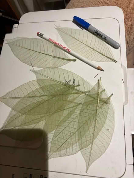 Photo of free Leaf skeletons, I think 9. (Beverstone GL8) #2