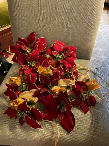 Photo of free Decorative material poinsettias (Park Slope) #1