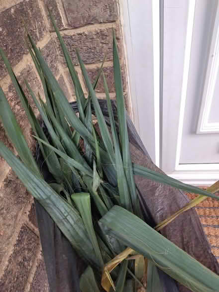 Photo of free Yucca tree ( outdoor) (Amber Valley DE56) #1