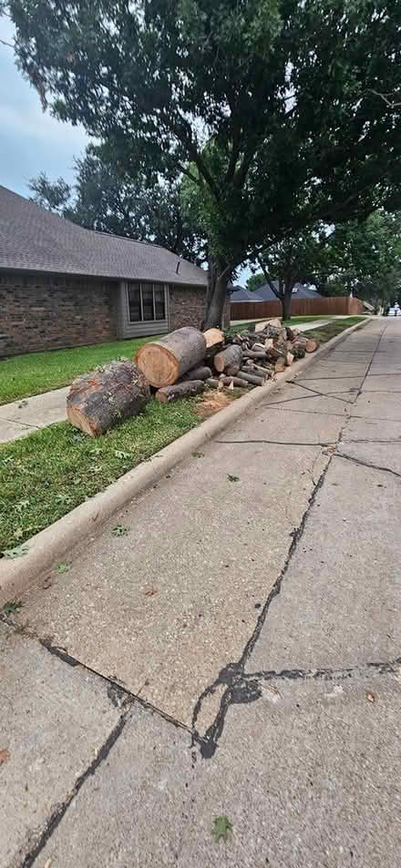 Photo of free Oak tree wood (Armstrong at 1512 Barclay) #1