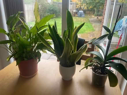 Photo of free Houseplants (Hitchin, SG5) #1