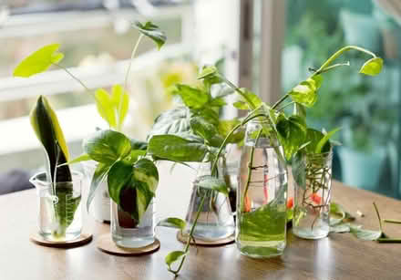 Photo of Plant cuttings (Perivale UB6) #1