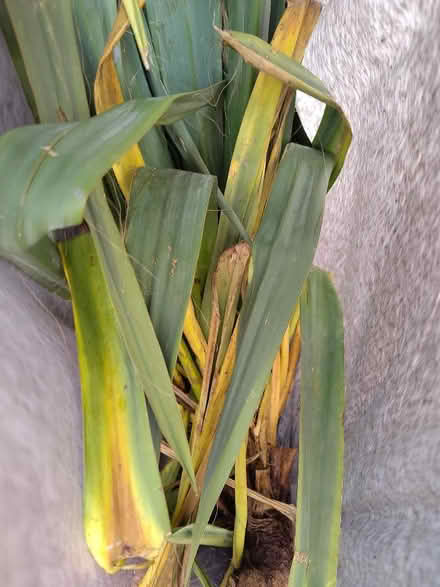 Photo of free Yucca tree ( outdoor) (Amber Valley DE56) #2